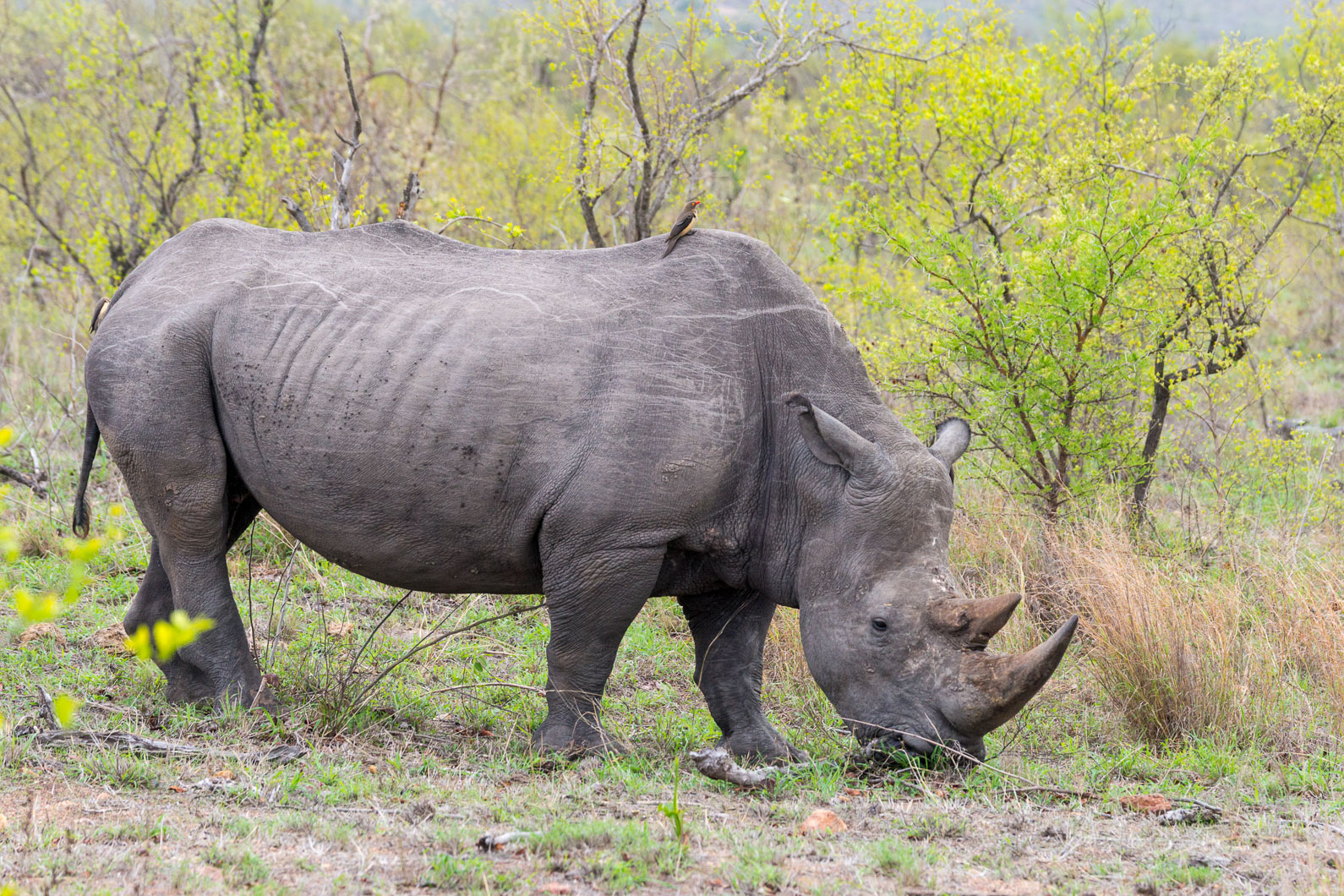 20161113 084032 Nashorn 1